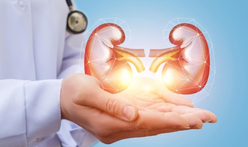 kidney