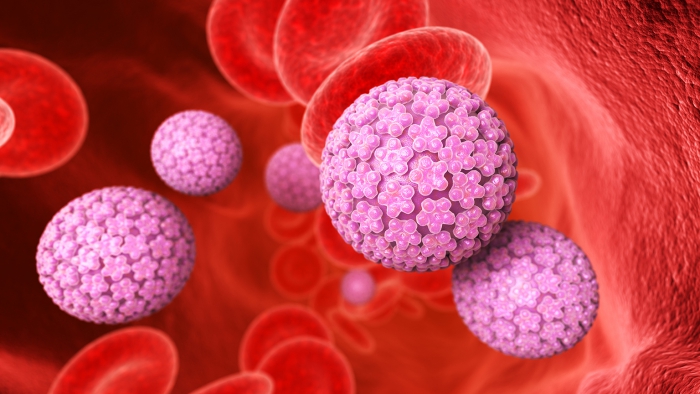 Blood cells and papilloma virus in the vein