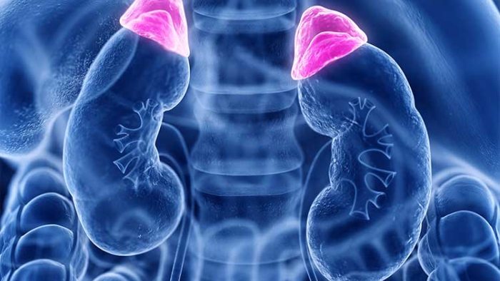 cortisol